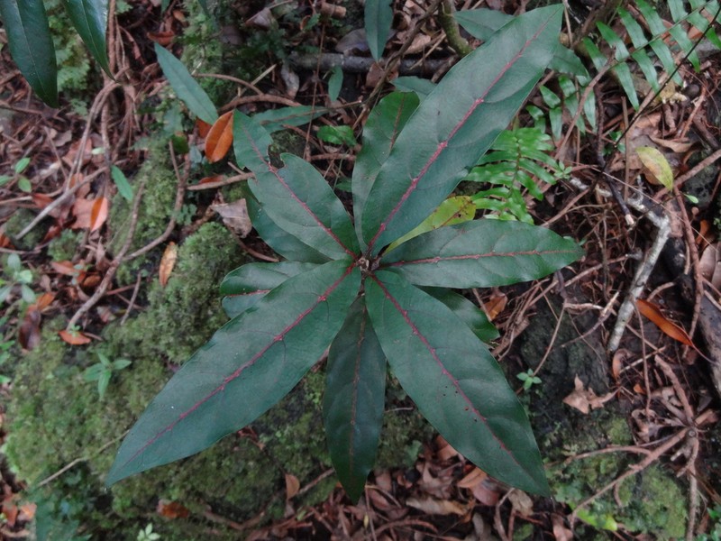 Casearia coriacea photo 5