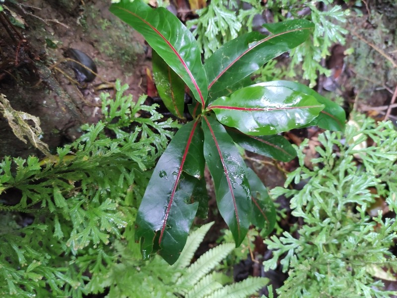 Casearia coriacea photo 7