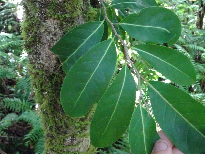 Casearia coriacea photo 8