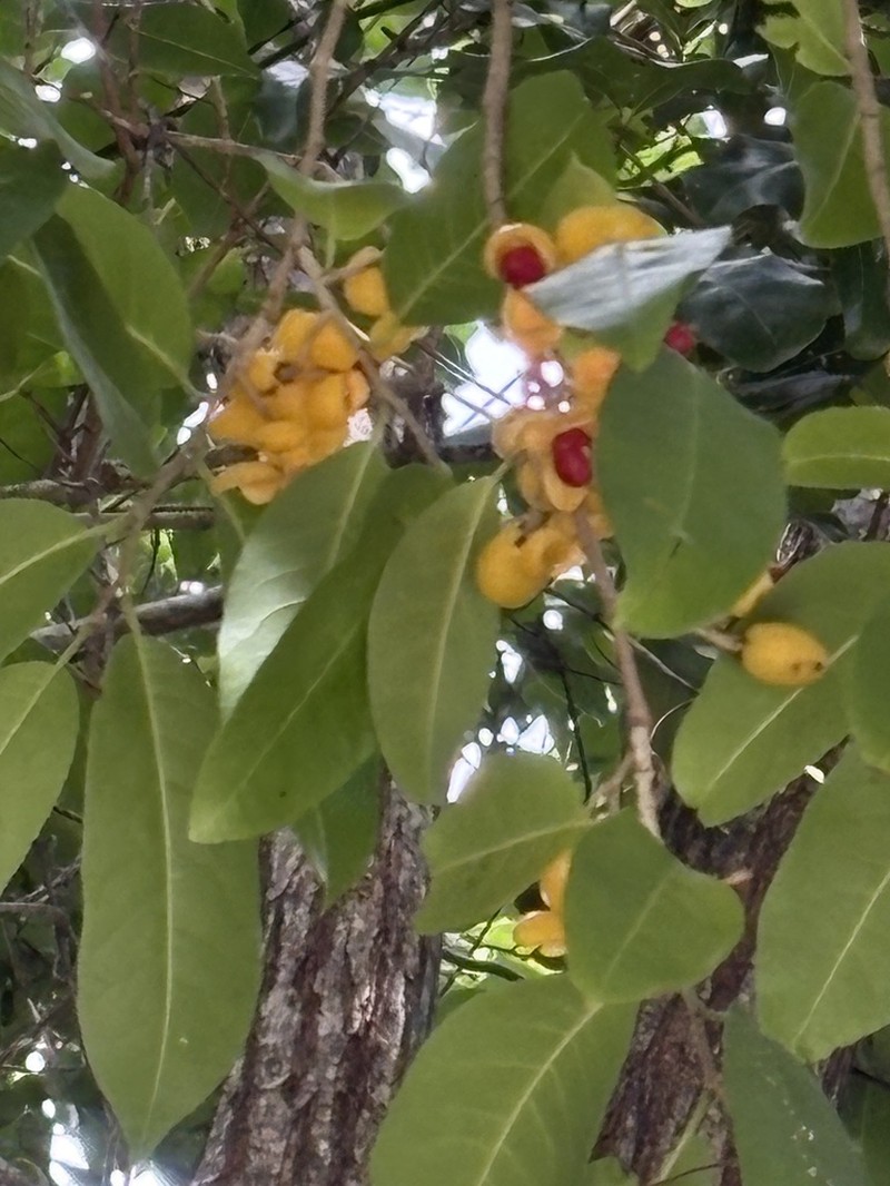 Casearia corymbosa photo 2