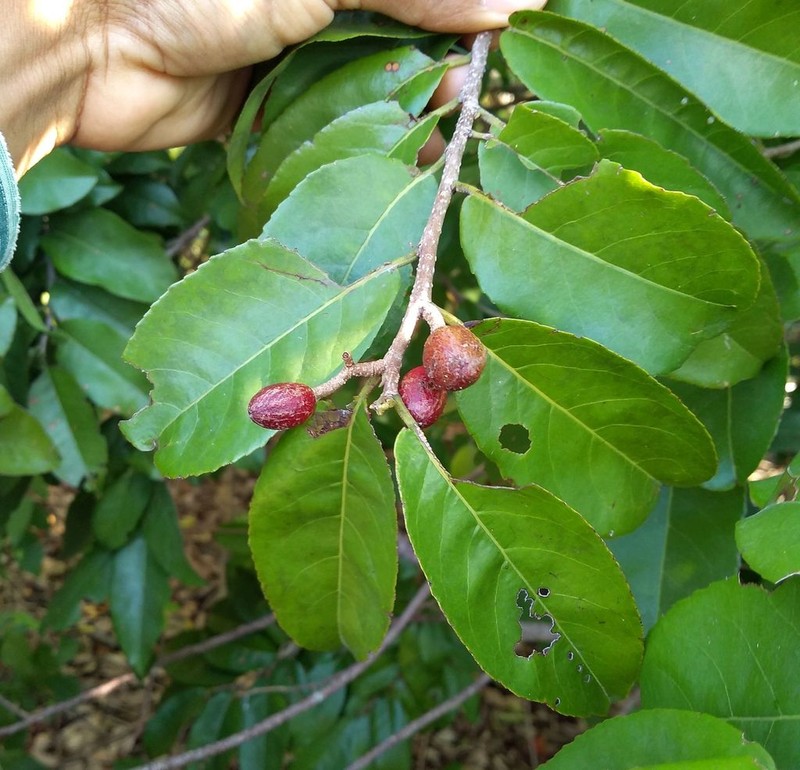 Casearia corymbosa photo 3