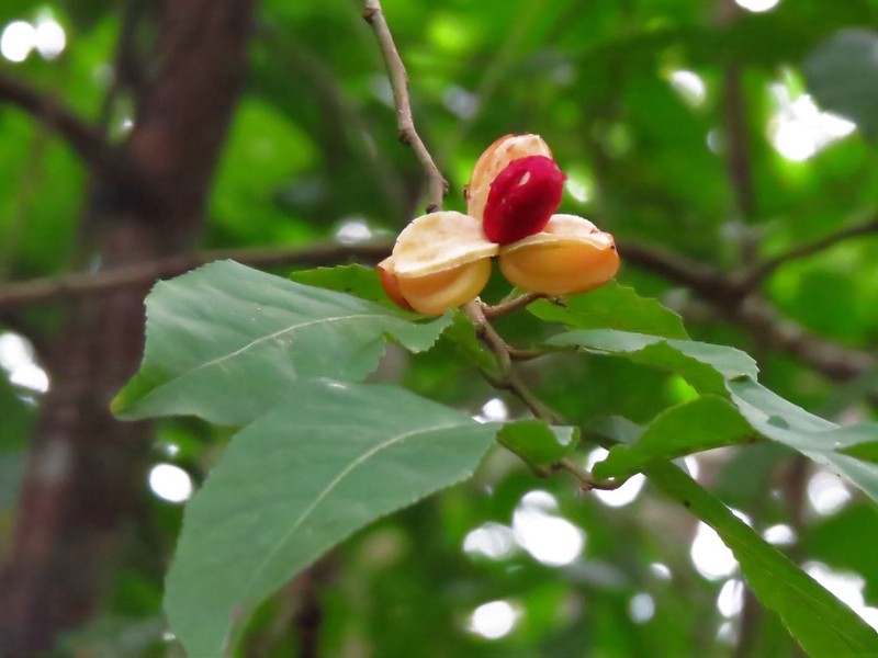 Casearia corymbosa photo 4