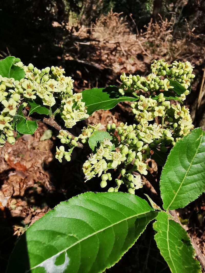 Casearia corymbosa photo 5