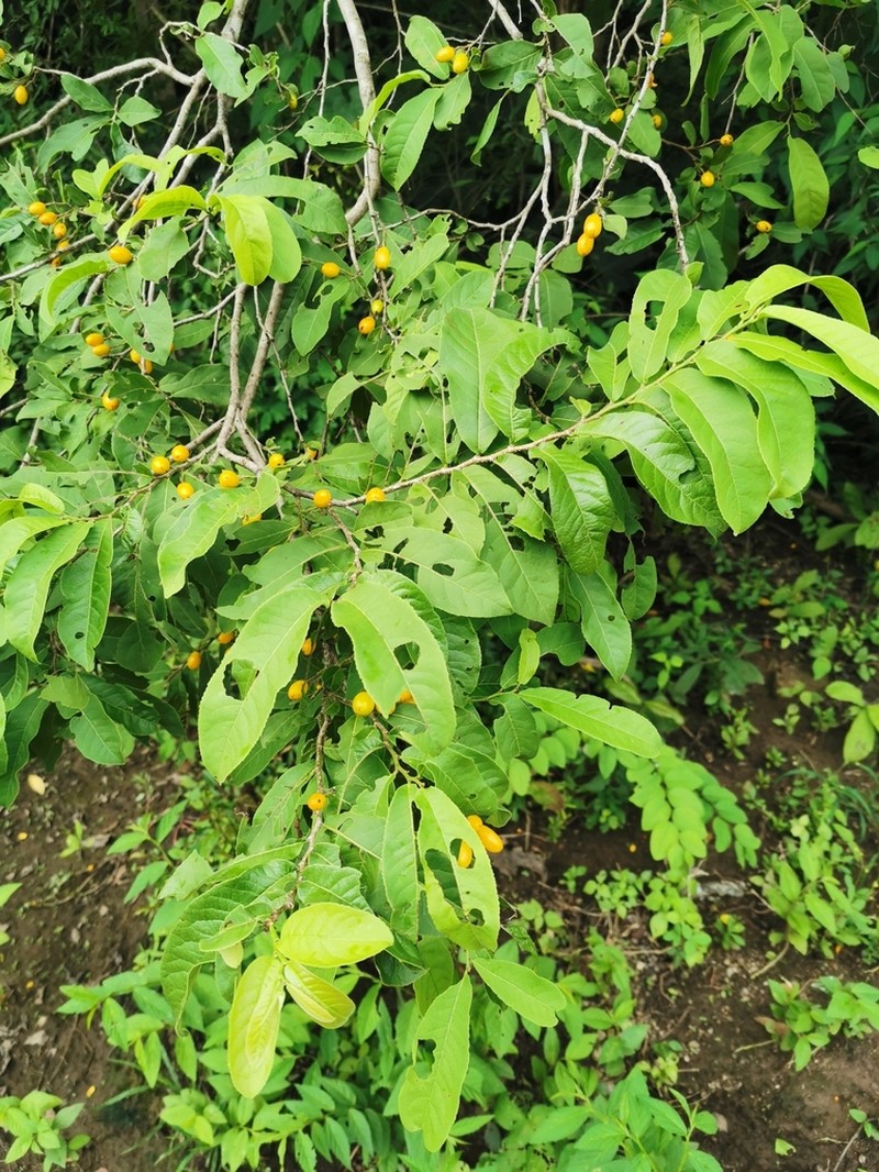 Casearia corymbosa photo 6