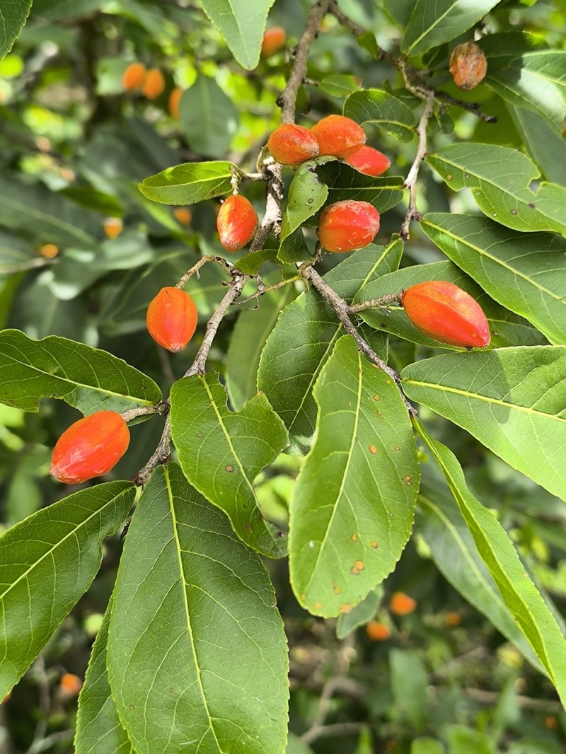 Casearia corymbosa photo 7