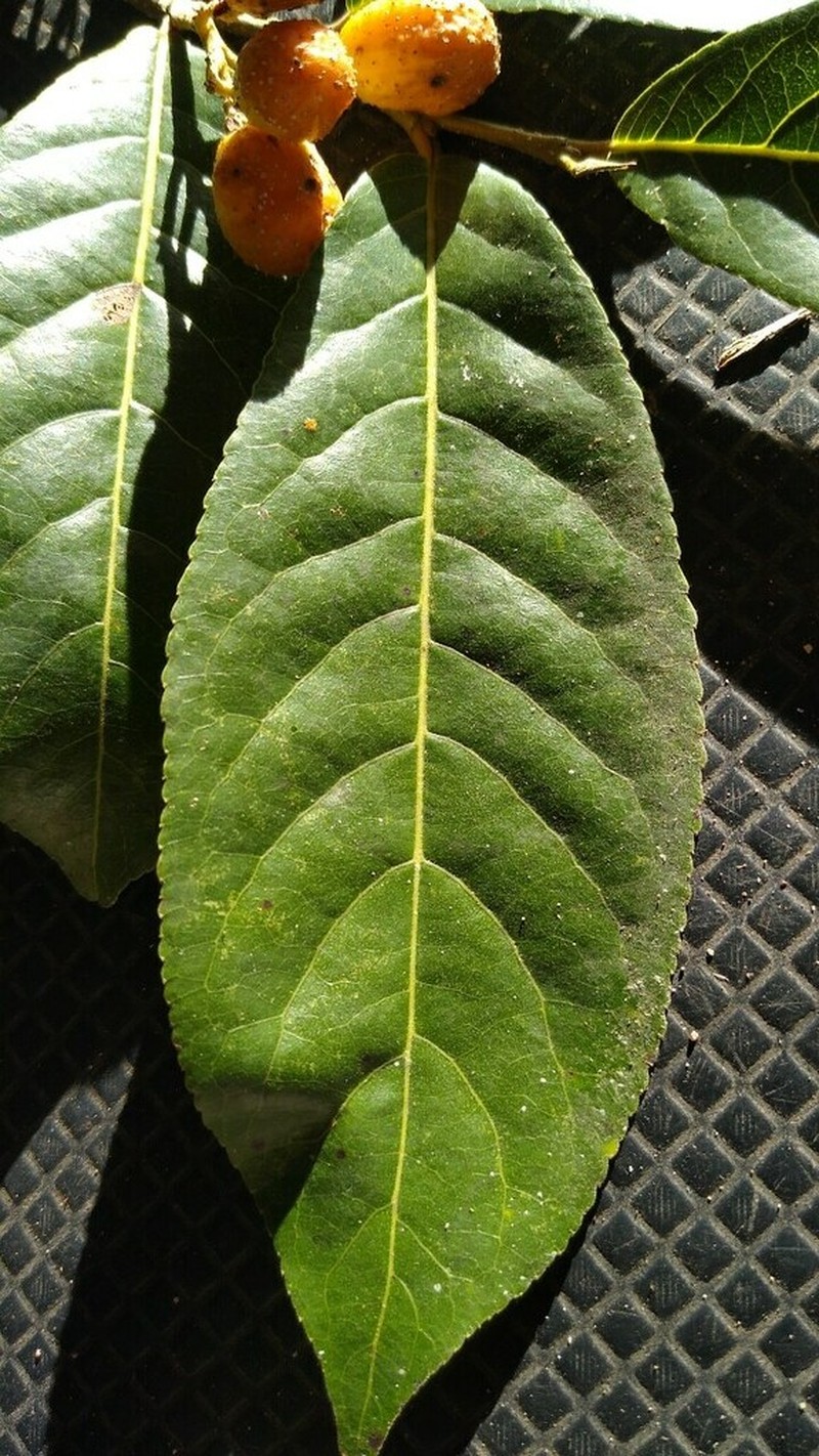 Casearia corymbosa photo 8