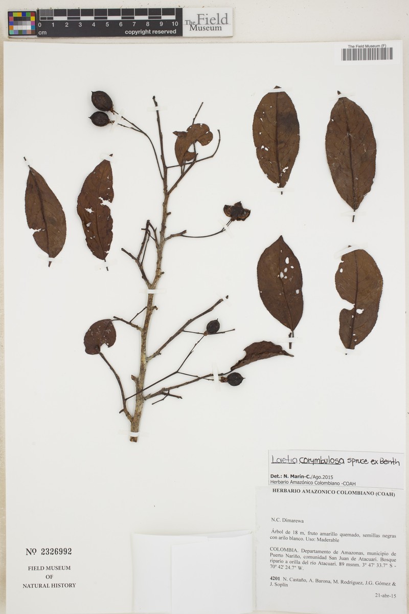 Casearia corymbulosa