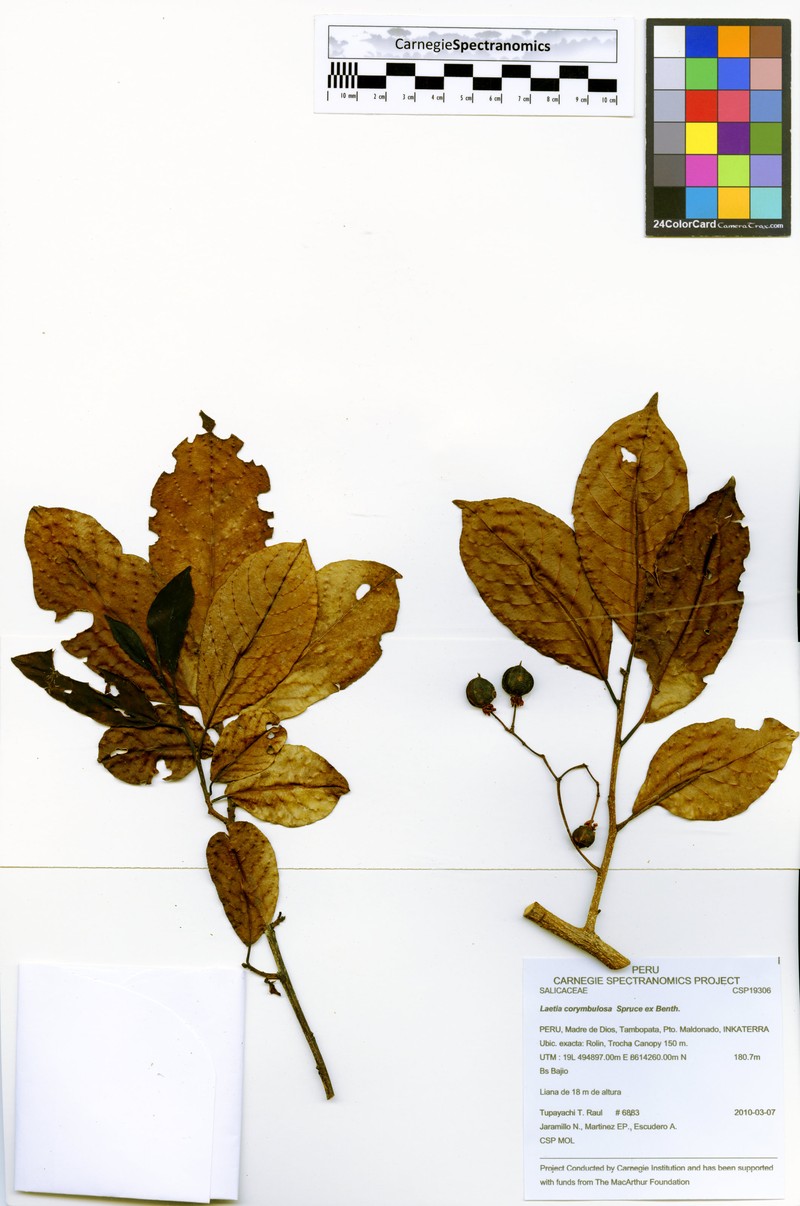 Casearia corymbulosa photo 2