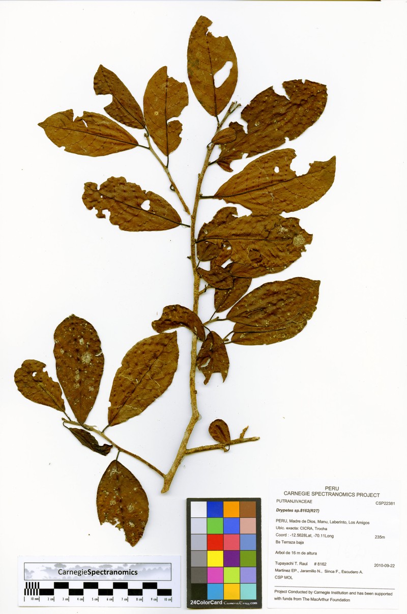 Casearia corymbulosa photo 3
