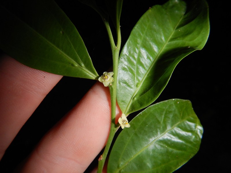 Casearia costulata