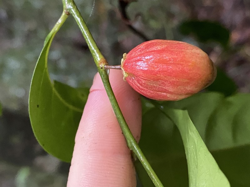 Casearia costulata photo 2