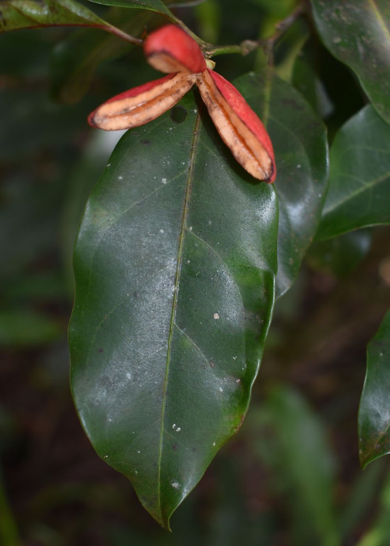 Casearia costulata photo 3