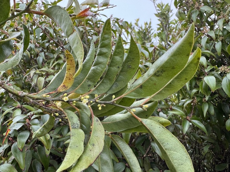 Casearia costulata photo 4