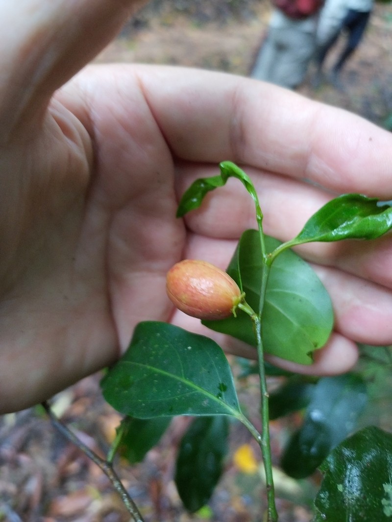 Casearia costulata photo 5