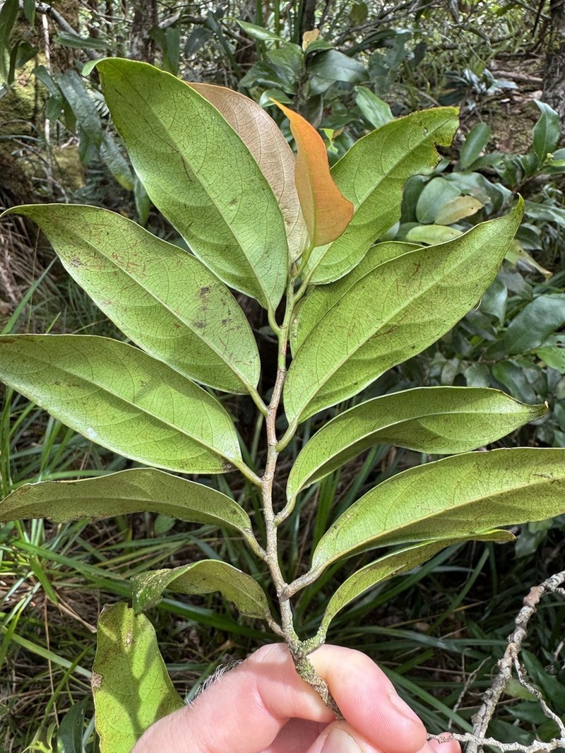 Casearia costulata photo 6