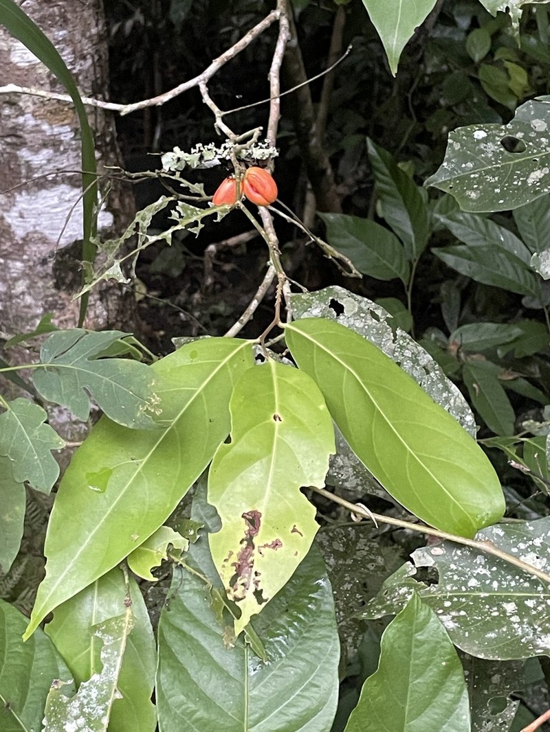 Casearia costulata photo 7