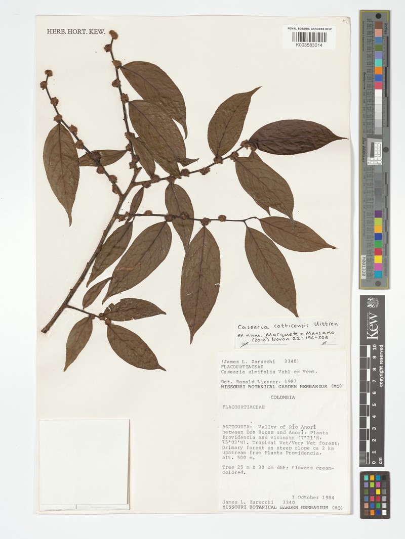 Casearia cotticensis