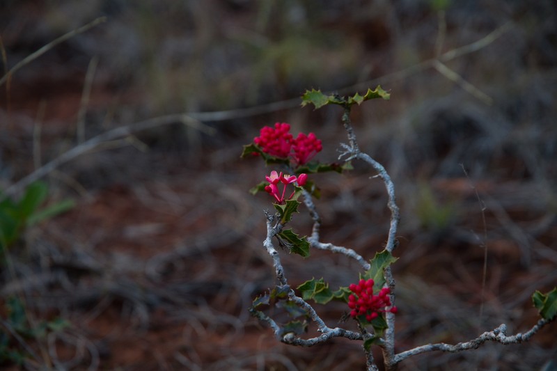 Casearia crassinervis