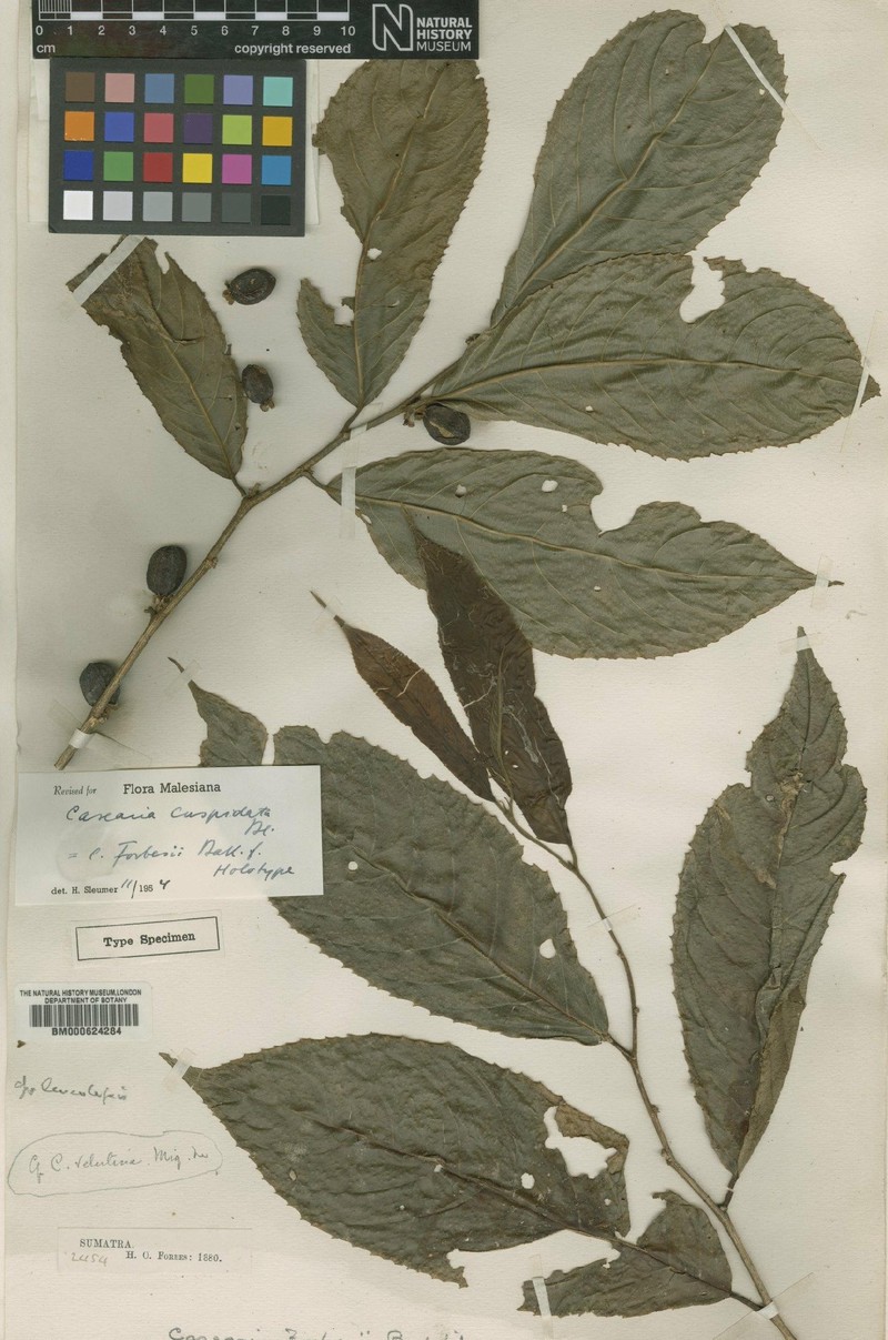 Casearia cuspidata