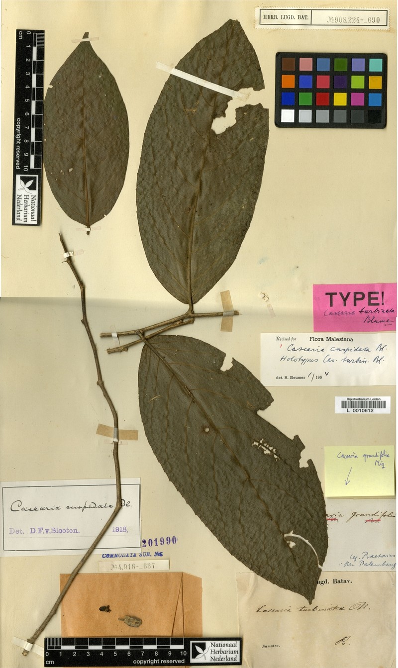 Casearia cuspidata photo 2