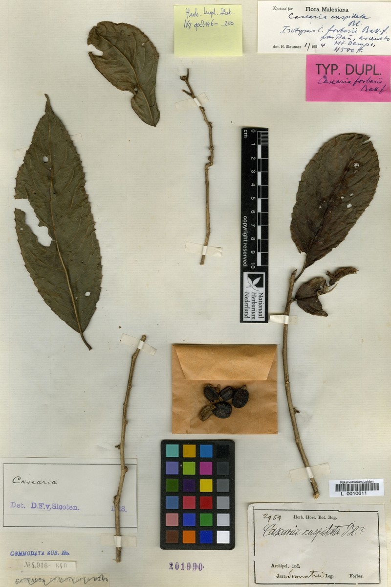 Casearia cuspidata photo 3
