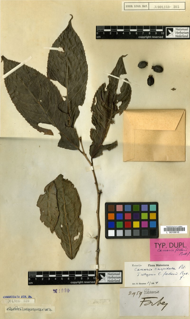 Casearia cuspidata photo 4