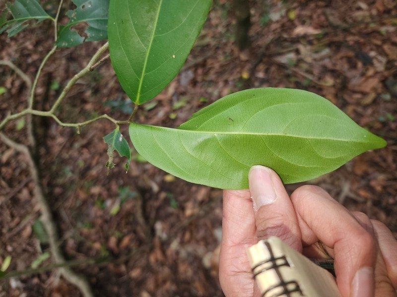Casearia dallachyi