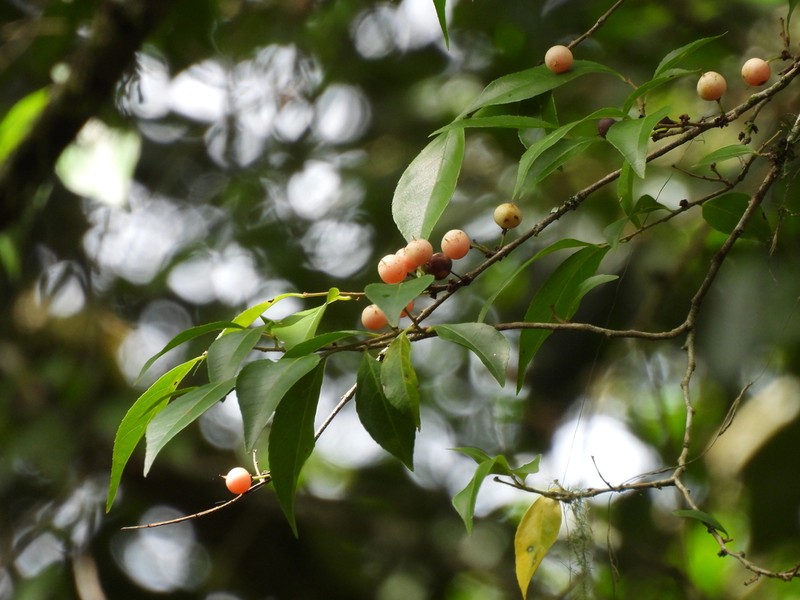 Wild Honeytree