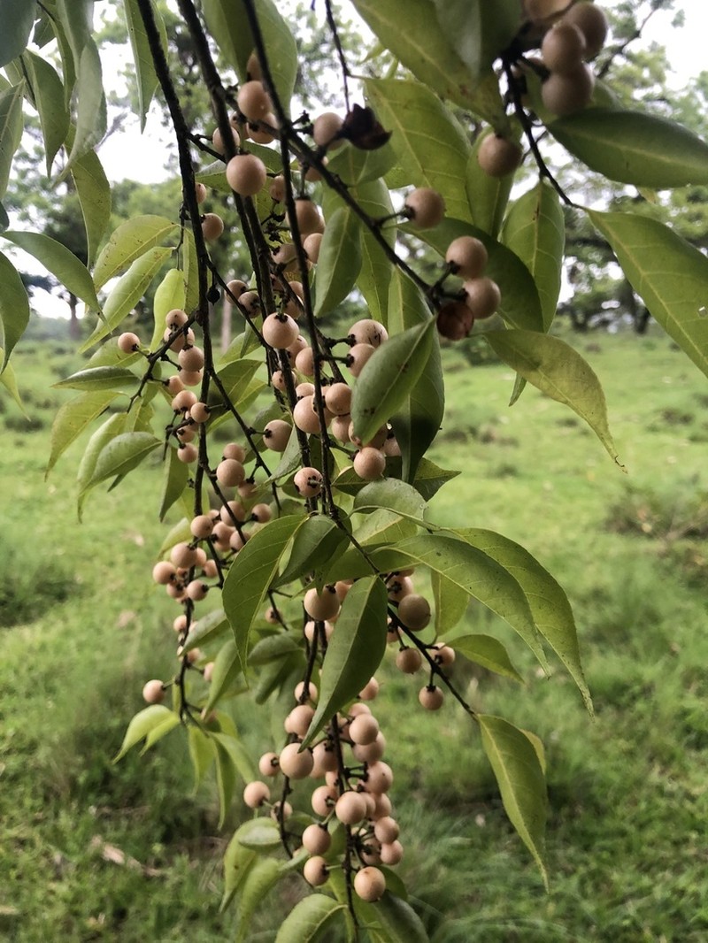 Wild Honeytree photo 2