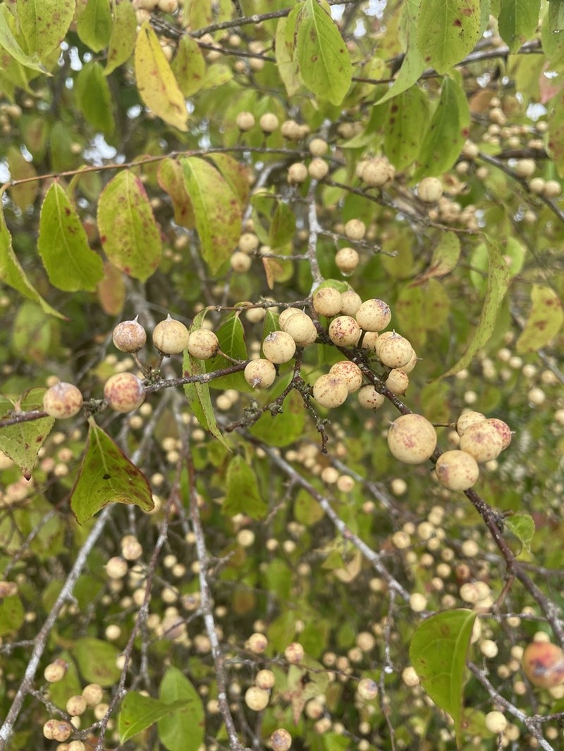 Wild Honeytree photo 3