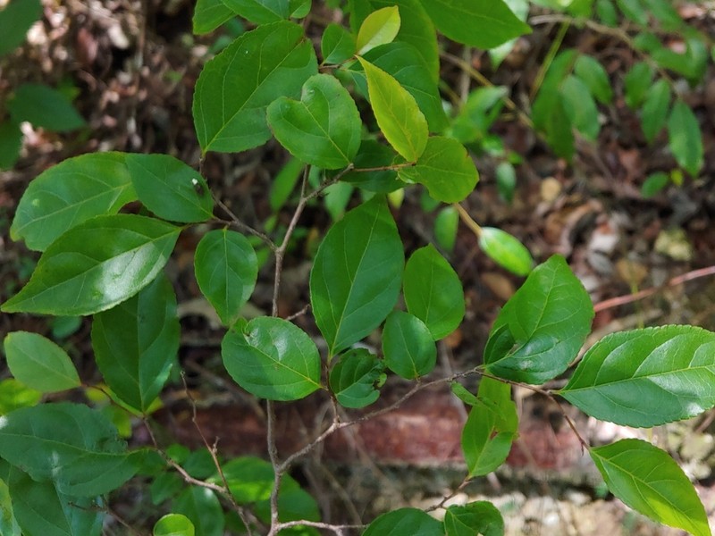 Wild Honeytree photo 4