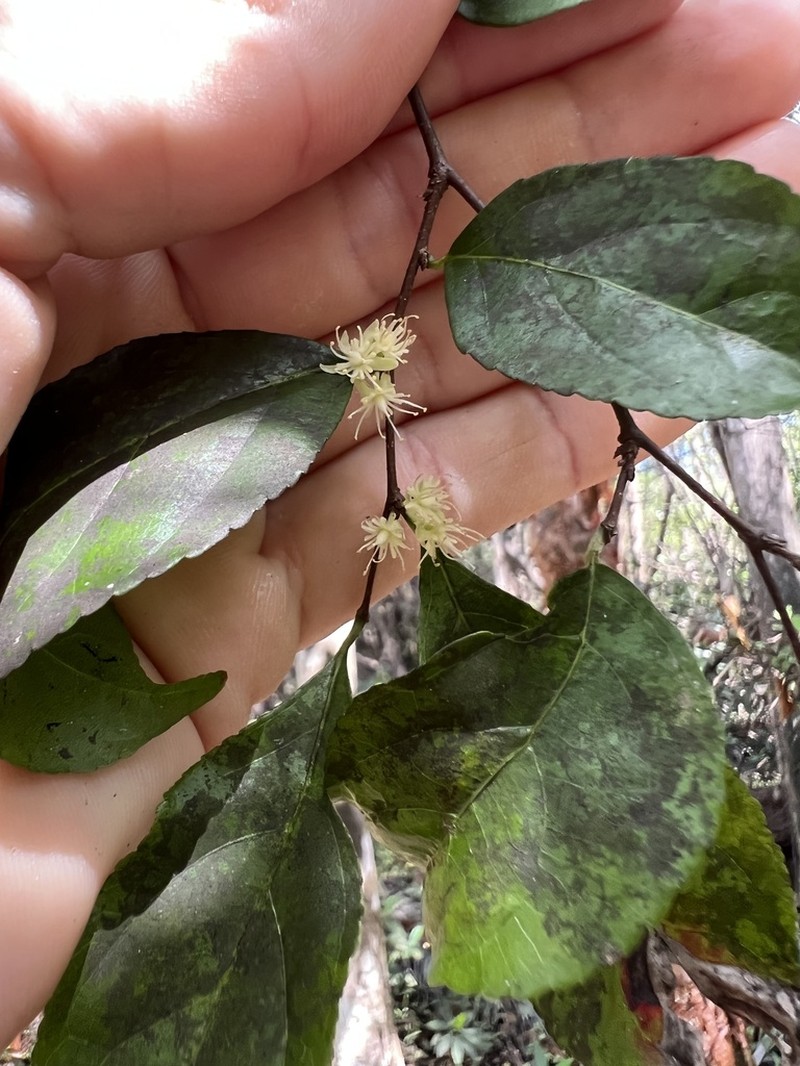 Wild Honeytree photo 5