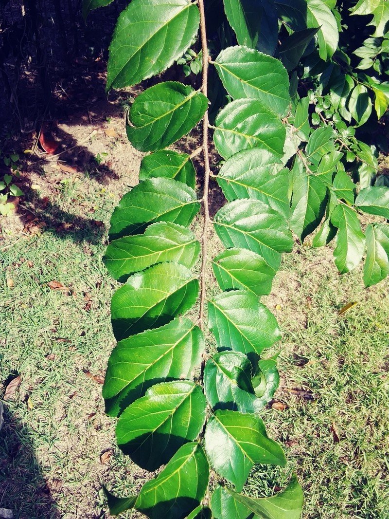 Wild Honeytree photo 6
