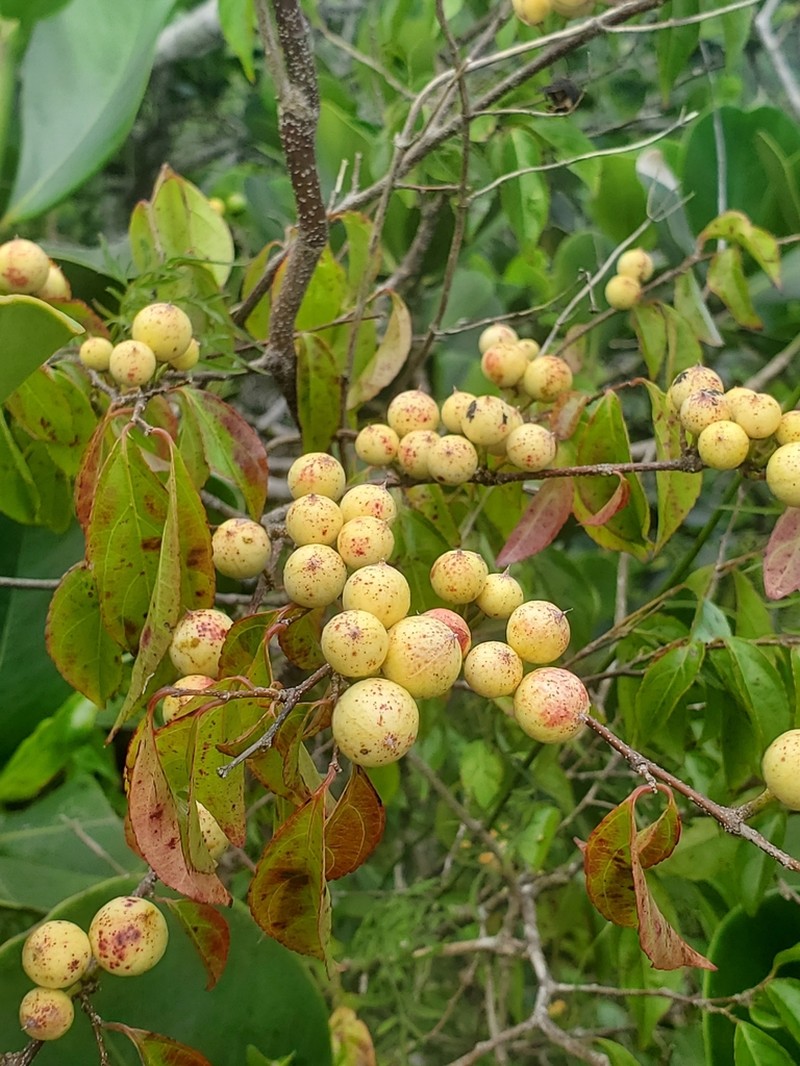 Wild Honeytree photo 7