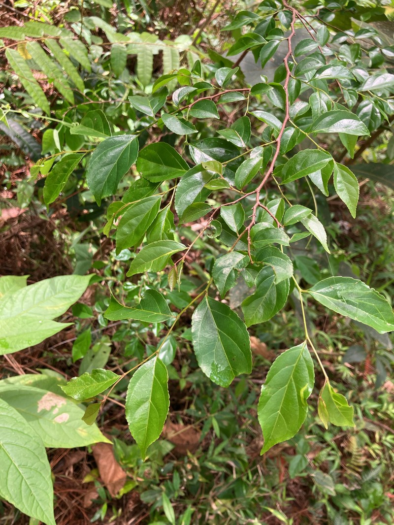 Wild Honeytree photo 8