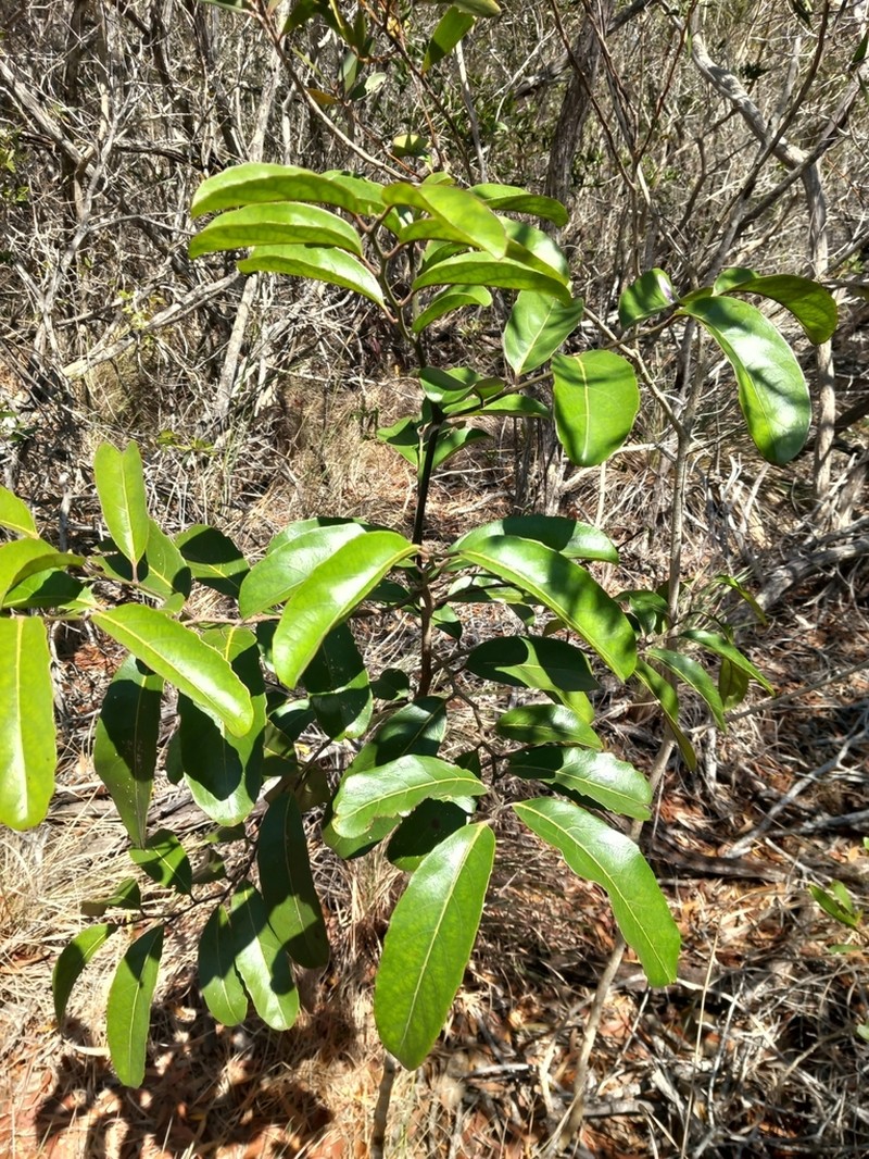Casearia deplanchei