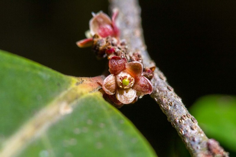 Casearia deplanchei photo 2