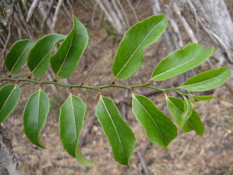 Casearia deplanchei photo 3