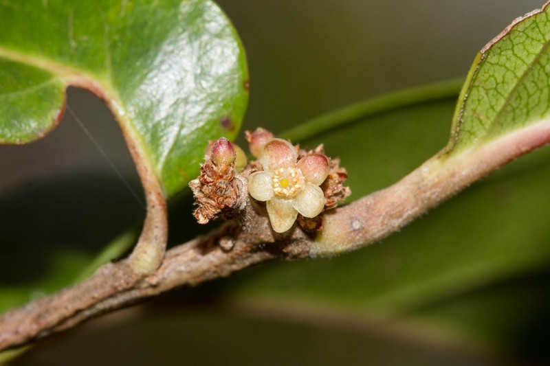 Casearia deplanchei photo 4