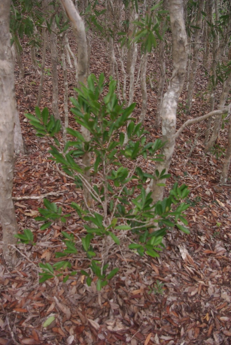 Casearia deplanchei photo 5