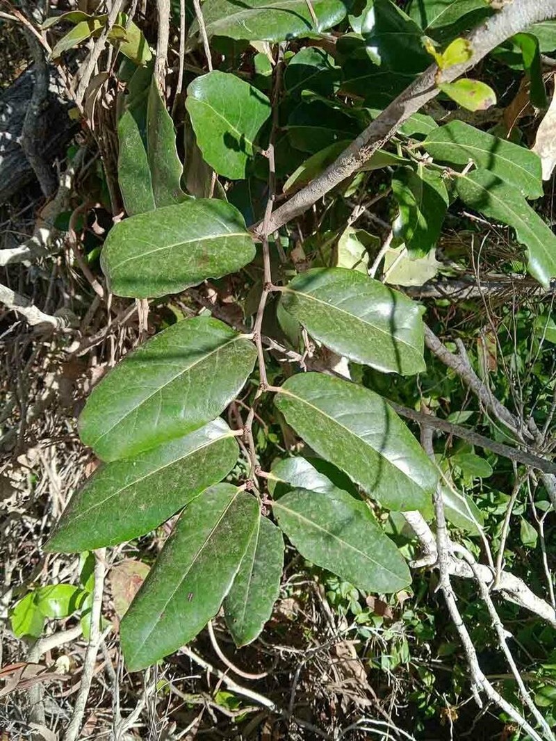 Casearia deplanchei photo 6