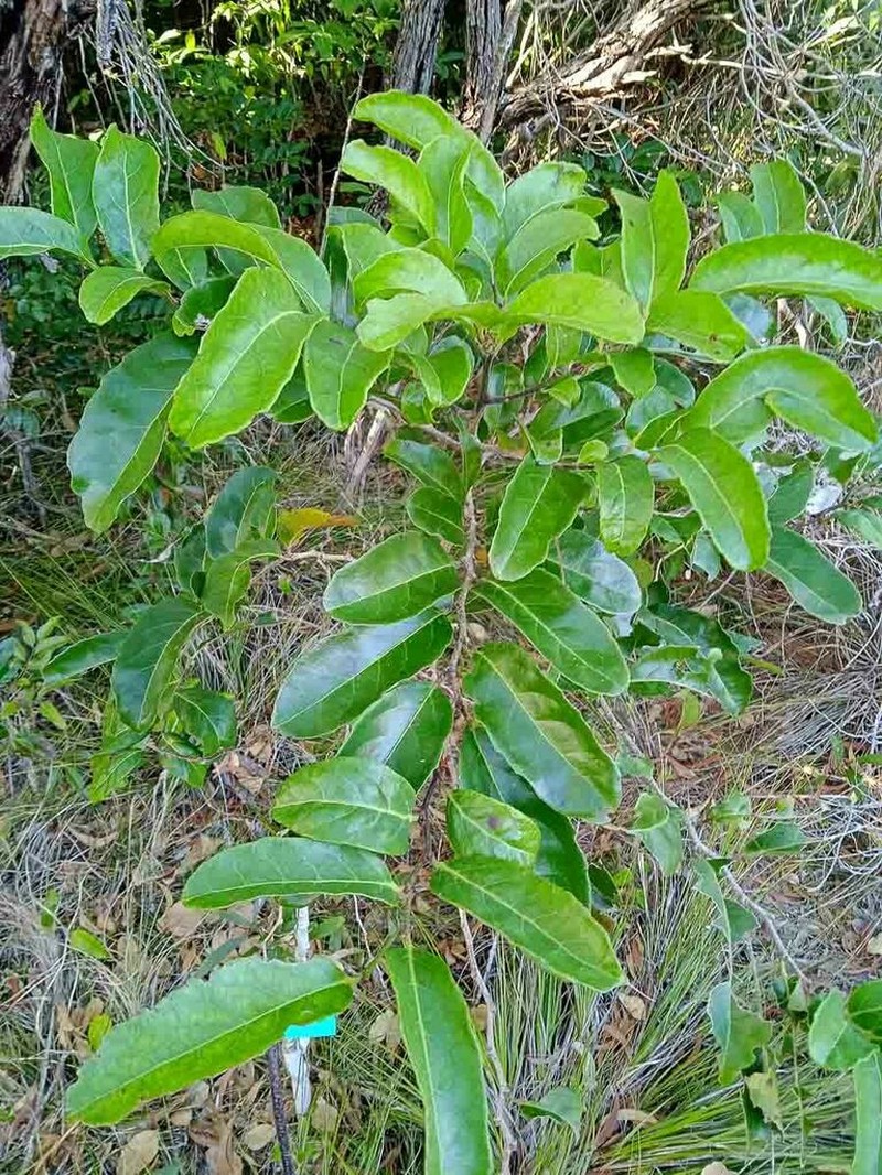 Casearia deplanchei photo 7