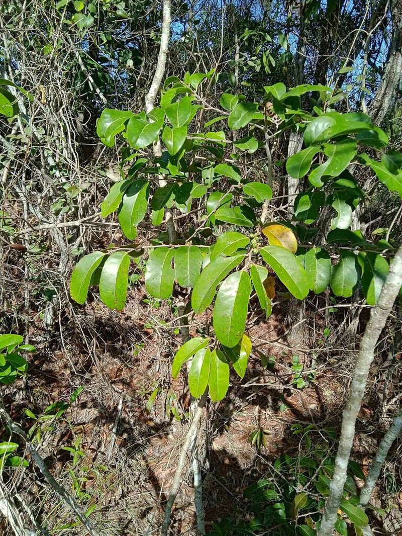 Casearia deplanchei photo 8
