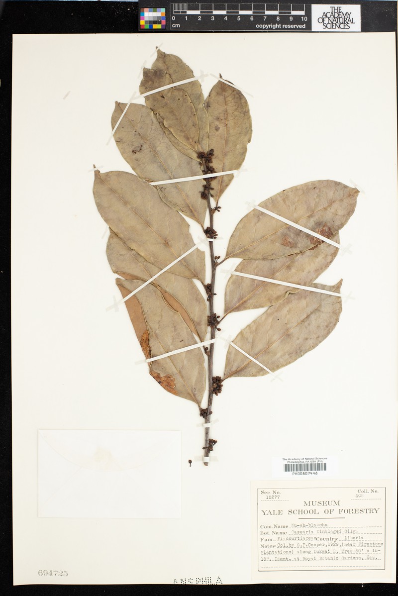 Casearia dinklagei