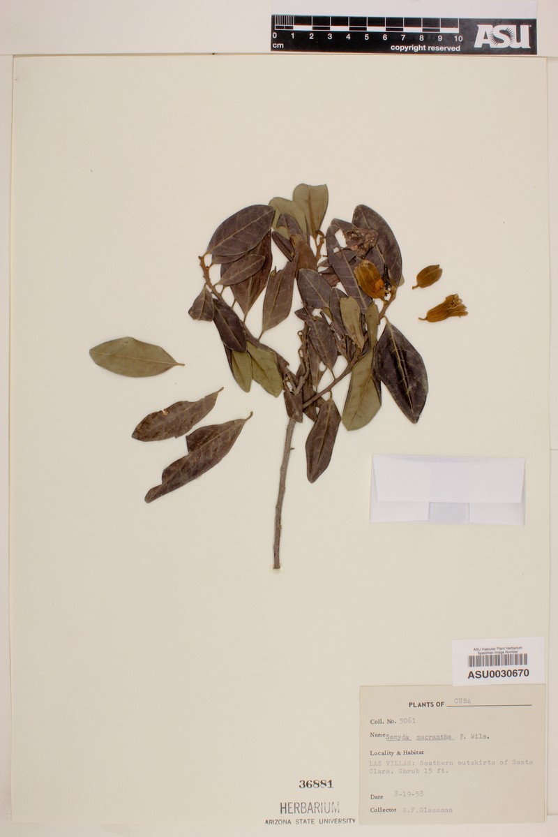Casearia dolichanthera