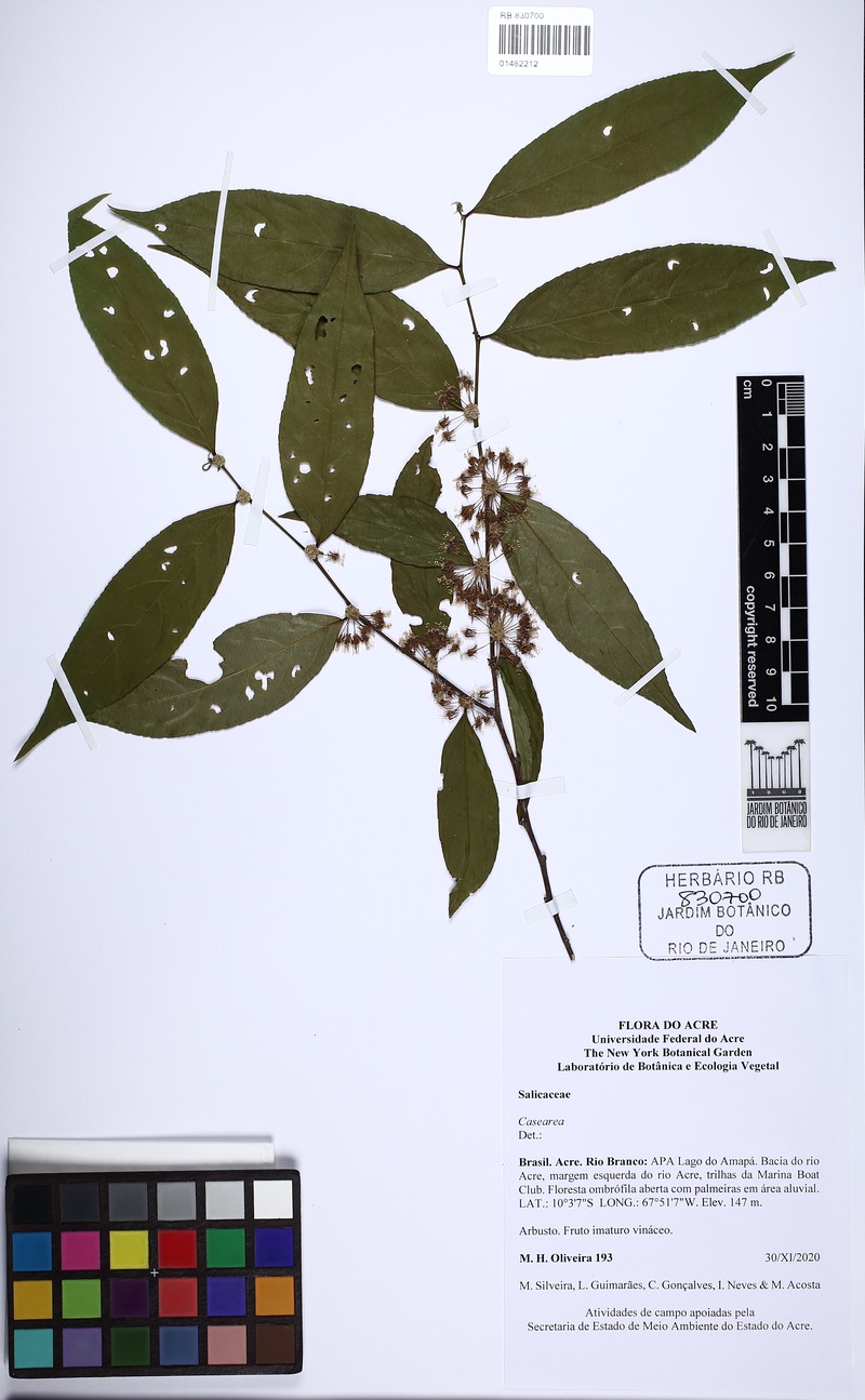 Casearia duckeana