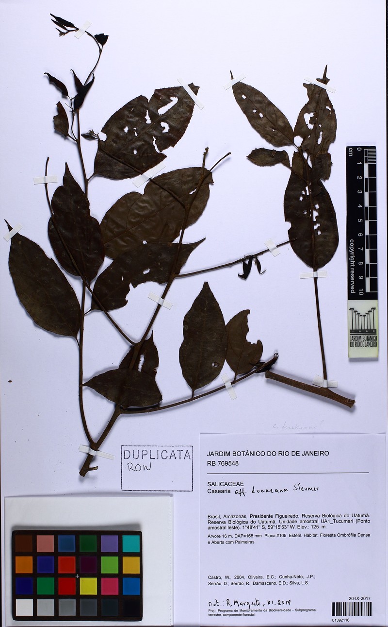 Casearia duckeana photo 2