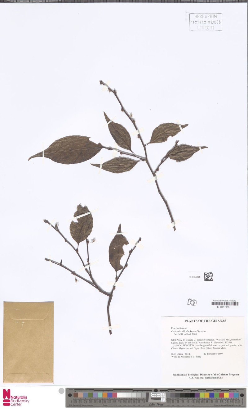 Casearia duckeana photo 3