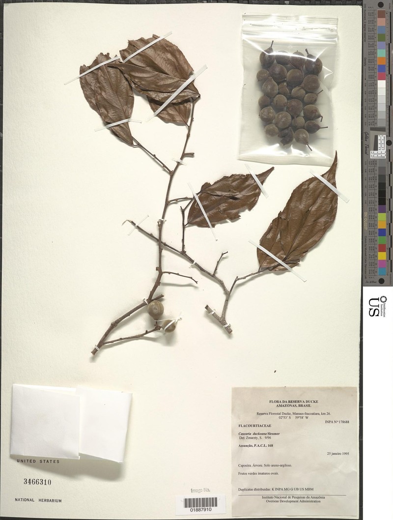 Casearia duckeana photo 4