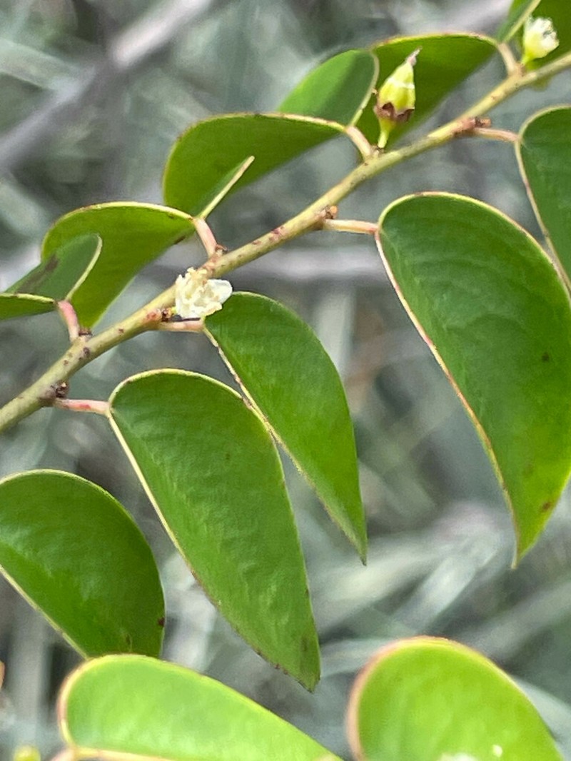 Casearia eichleriana
